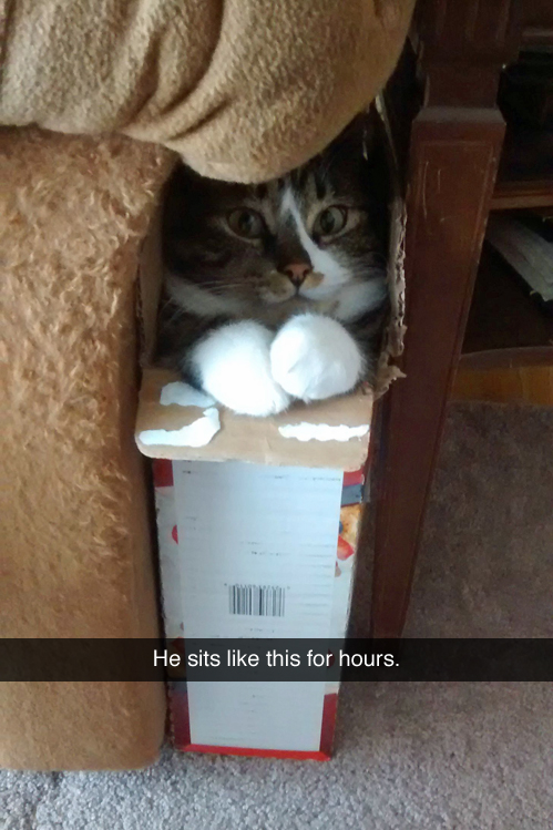 funny-cat-box-cute-couch