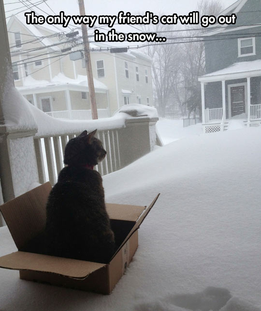 I should buy a sled cat…
