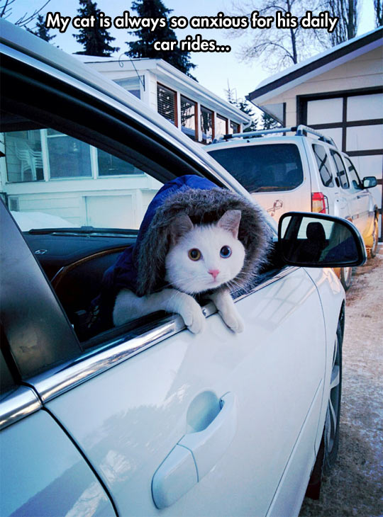 funny-cat-car-ride-coat