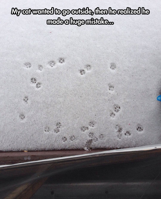 funny-cat-paw-snow-door