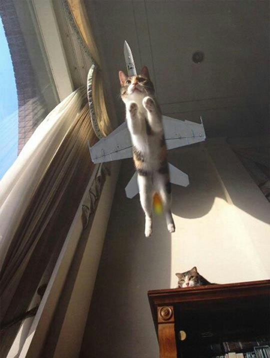 funny-cat-perspective-flying-airplane