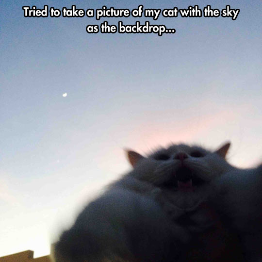 funny-cat-sky-yelling-scarified