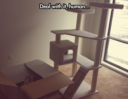 funny-cat-tree-house-climb-cardboard-box