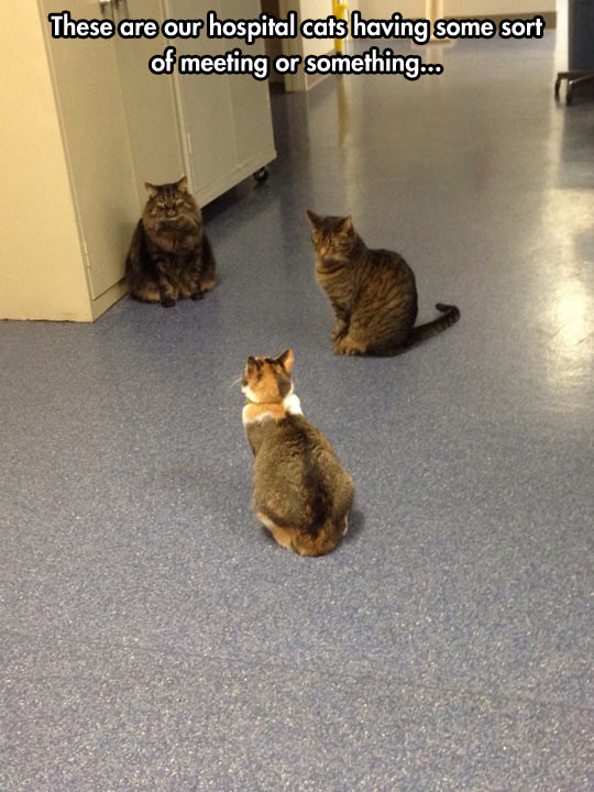 funny-cats-meeting-hospital-hall