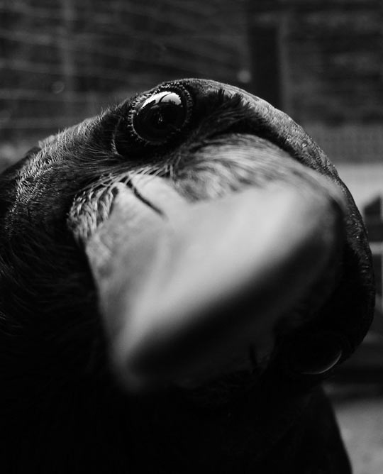 Curious crow…