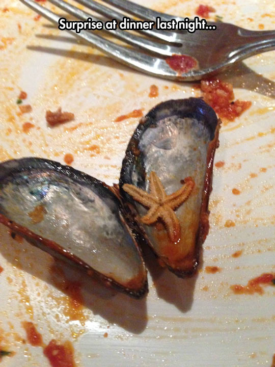 funny-dinner-starfish-eating-surprise