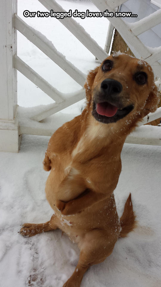 funny-dog-two-legged-snow-happy