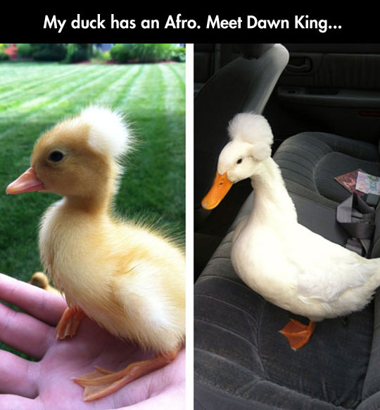 This is a crested duck…