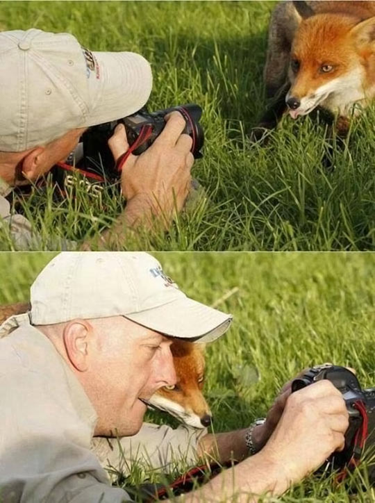 funny-fox-photo-looking-man