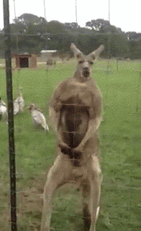 Buff Kangaroo strikes a pose...