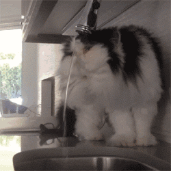 Kitty fails at drinking water...
