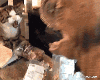 funny-gif-cat-fighting-toy-dinosaur