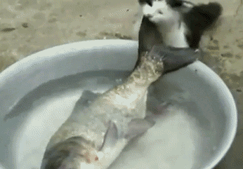 Cat trying to steal a fish...