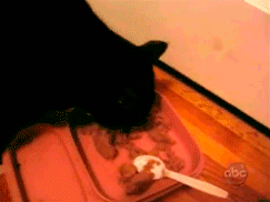 funny-gif-cat-mouse-steal-food