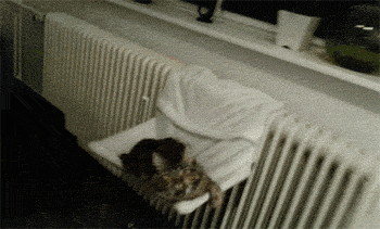 funny-gif-cat-yawn-finger