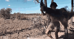 How to catch a kangaroo...
