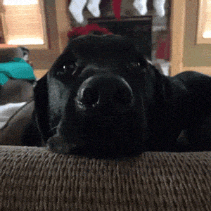 funny-gif-dog-eyes-crazy