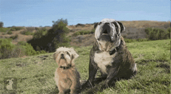 funny-gif-dog-friends-pat-back-happy