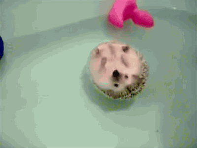 funny-gif-hedgehog-taking-bath