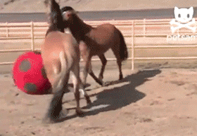 Two horses play soccer with a giant red ball...