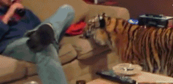 Sofa tiger…
