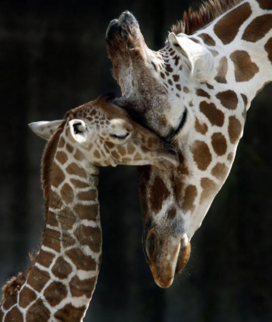 Mother and baby giraffe…