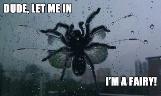 funny-insects-fairy-spider-window
