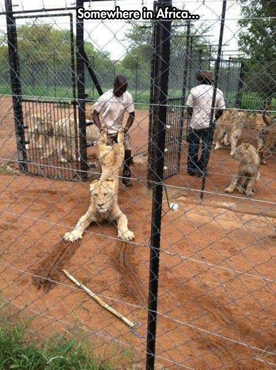 funny-lion-cage-Africa-man