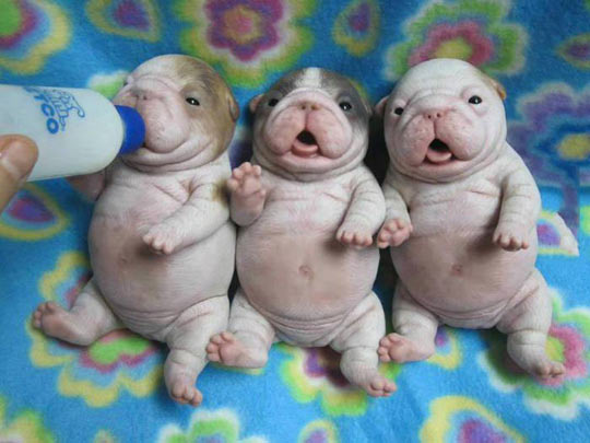 funny-little-puppies-food-fat