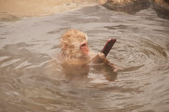 funny-monkey-swimming-cellphone-funny