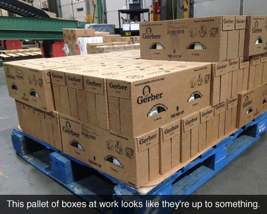 funny-pallet-boxes-eyes-suspicious