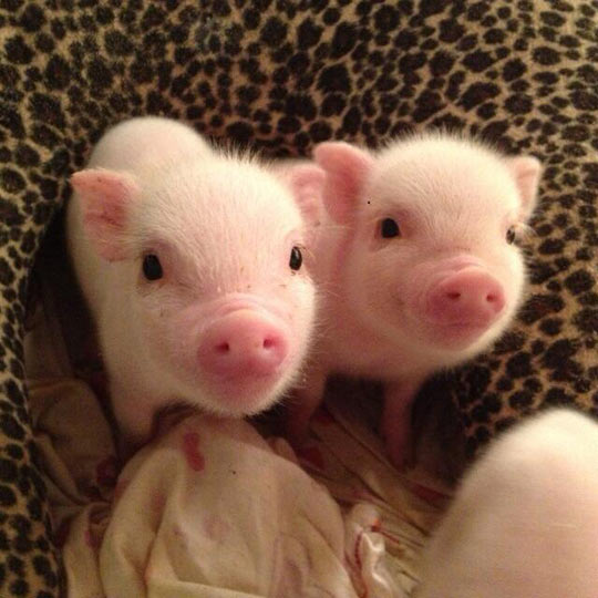 Two piglets…