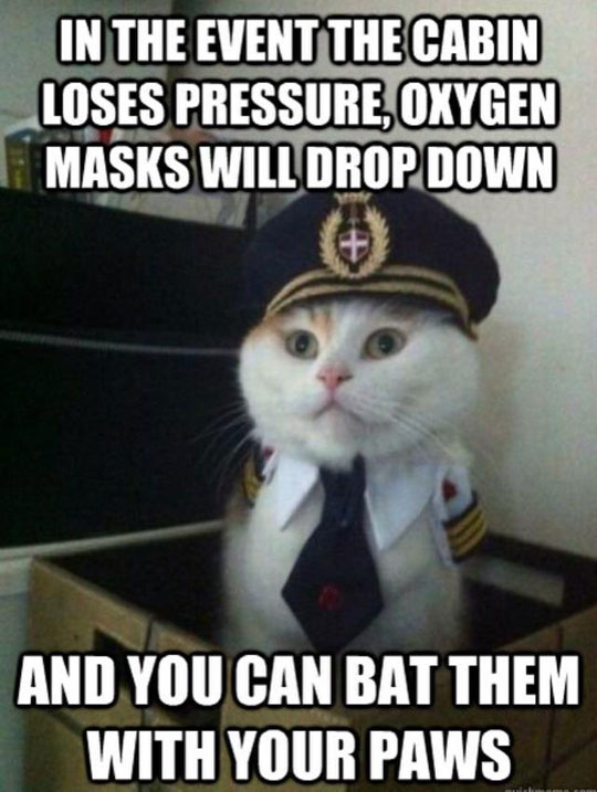 Captain Kitty here with some in-flight safety tips for you…