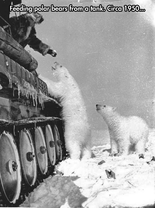 funny-snow-white-polar-bear-food
