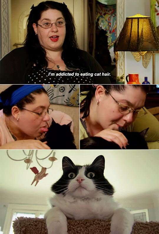 funny-weird-cat-hair-Strange-Addiction
