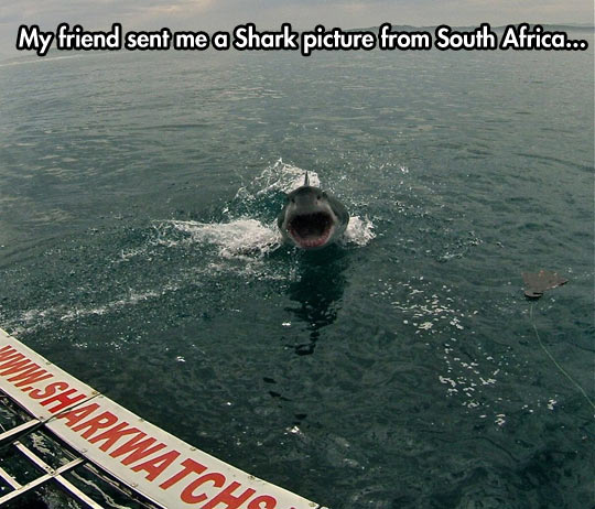 Good to know sharks still can’t fly…