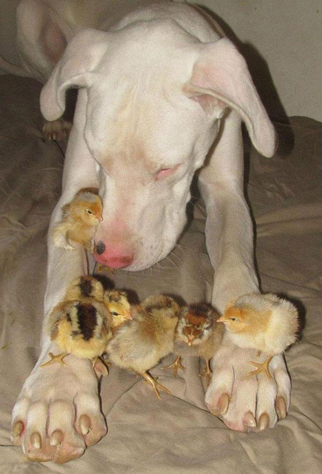 cool-animal-shelter-friendship-Rocky-Ridge-dog-chicks