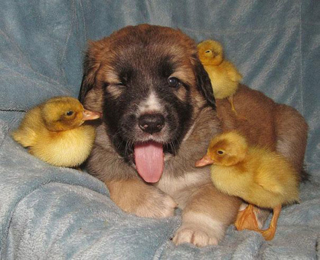 cool-animal-shelter-friendship-Rocky-Ridge-dog-chicks-couch