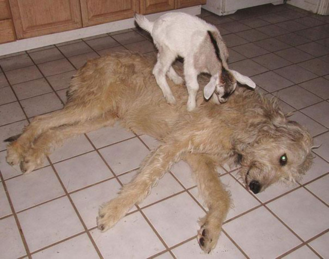 cool-animal-shelter-friendship-Rocky-Ridge-dog-goat