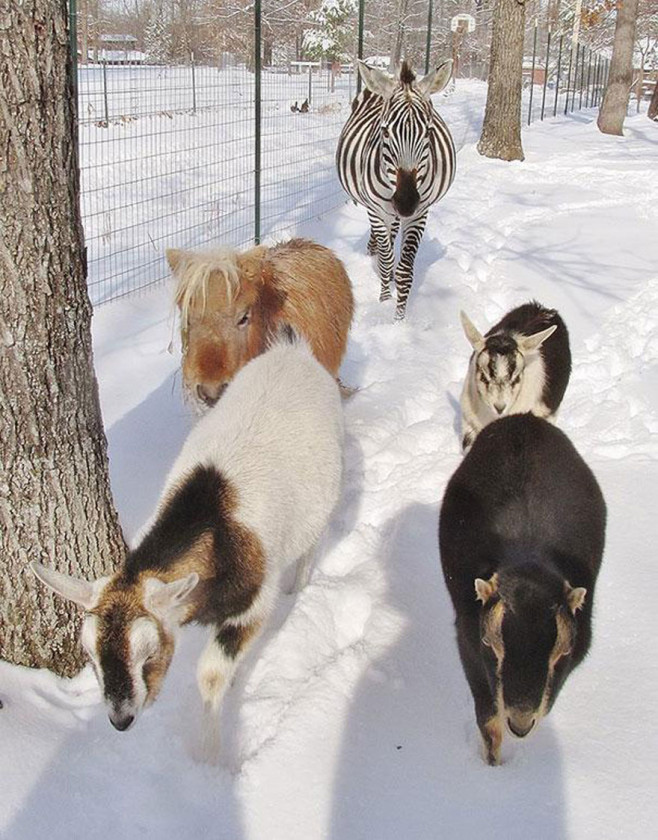 cool-animal-shelter-friendship-Rocky-Ridge-walking-snow