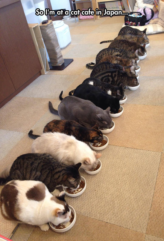 Cat Cafe In Japan