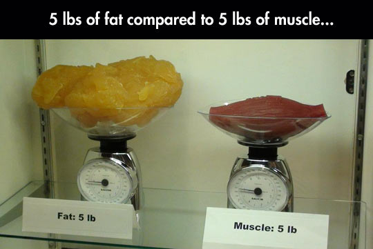 Fat vs. Muscle