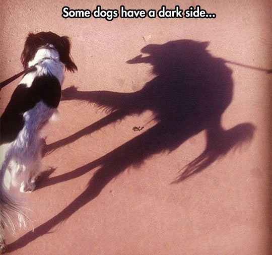 The Dark Side Of a Dog