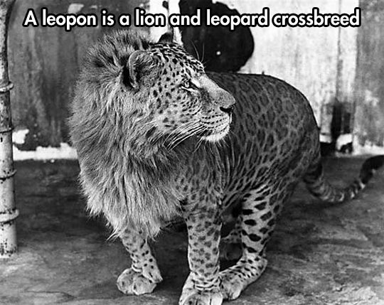 cool-funny-leopon-lion-leopard