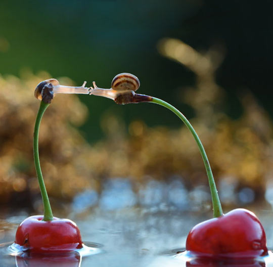 Snails Kissing On Top Of Cherries