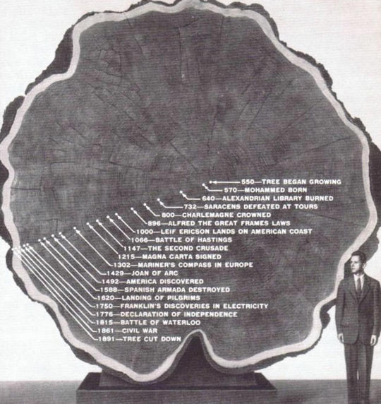 cool-tree-growth-cut-man