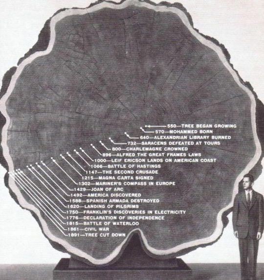 Life Of a Tree From 550 To 1891