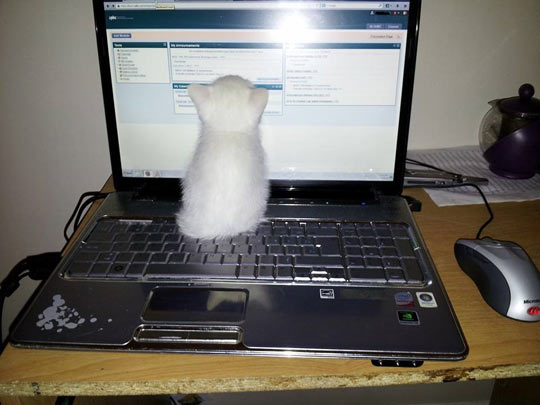 I Was Told There Would Be a Mouse