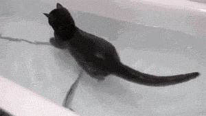 cute-gif-cat-swimming-bathtub
