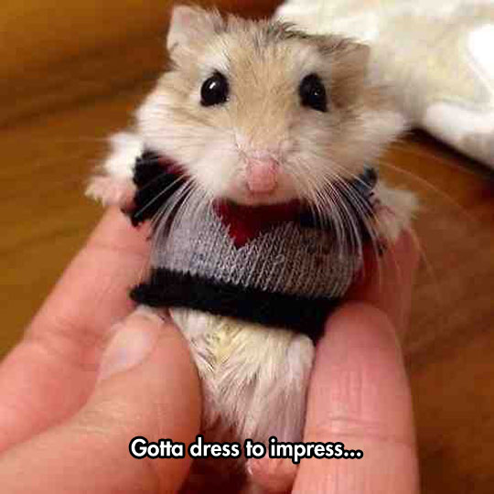 cute-hamster-sweater-small-clothes